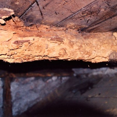 Holzschädlinge
