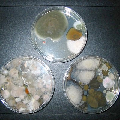 Schadstoffuntersuchung Schadstoffuntersuchung