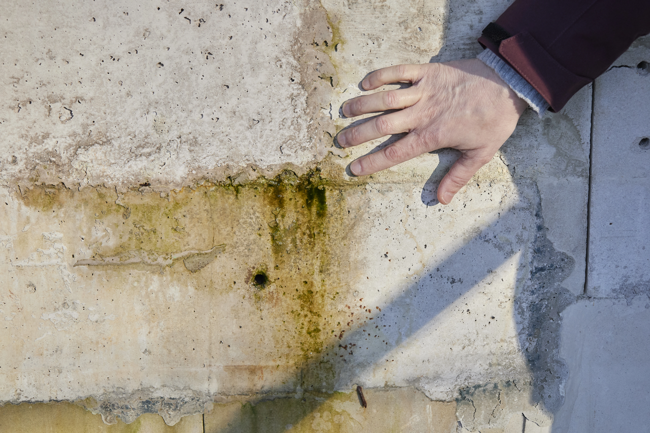 Qualitätssichernde Baukontrolle. Man sieht Algen im Beton. Unabhängige Sachverständige klären die Ursache.