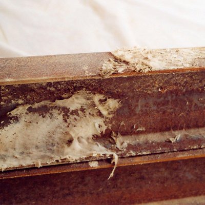 Holzschädlinge