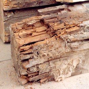 Durch-Echten-Hausschwamm-geschaedigter-Balkenkopf-wuerfelartige-Zerstoerung Durch Echten Hausschwamm geschädigter Balkenkopf mit würfelförmiger Zerstörung