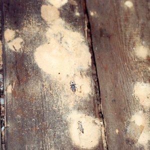 Hausbockkaefer-im-Holzmehl-auf-Dielen Hausbockkäfer im Holzmehl auf Dielen