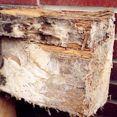 Holzschädlinge