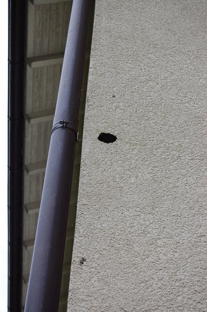 Spechtlöcher lassen Feuchte eindringen