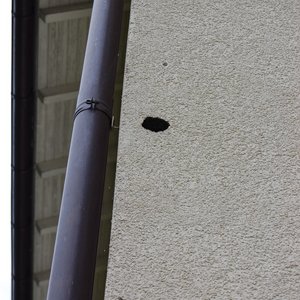 Spechtlöcher lassen Feuchte eindringen