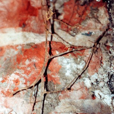 Holzschädlinge