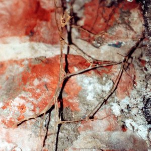 Altes-Strangmyzel-des-Echten-Hausschwammes-auf-dem-Mauerwerk Altes Strangmyzel des Echten Hausschwammes auf Mauerwerk